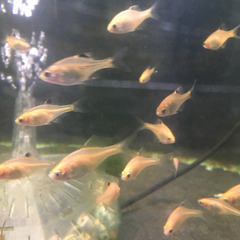 🐠白迦(ハッカ)タナゴの画像