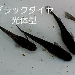 ブラックダイヤ光体型。12匹。Sサイズ。の画像