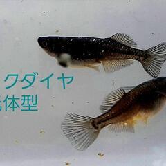 ブラックダイヤ光体型。12匹。Sサイズ。の画像