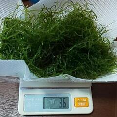 値下げ☆無農薬☆水草☆ウィローモス  30g