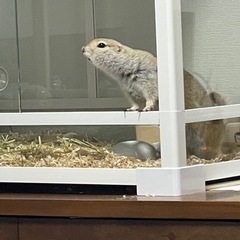 リチャードソンジリス【里親さん決まりました】 - その他