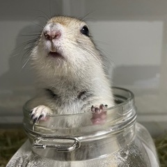 リチャードソンジリス【里親さん決まりました】