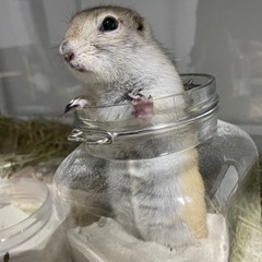 リチャードソンジリス【里親さん決まりました】 - 大阪市