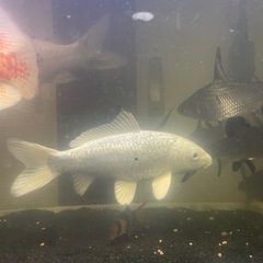 錦鯉 プラチナ15cmくらい？ 白黒18cmくらい？ 各500円の画像