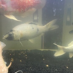 錦鯉 プラチナ15cmくらい？ 白黒18cmくらい？ 各500円の画像