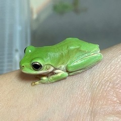 イエアメガエル　ベビーの画像