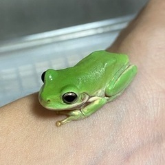 イエアメガエル　ベビー