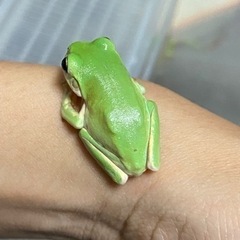 イエアメガエル　ベビーの画像