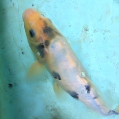 🐟 錦鯉（ニシキゴイ） ◆べっ甲◆白写り系◆20〜30cm◆3匹...