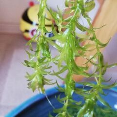めだか水草のアナカリス　期間限定2本50円