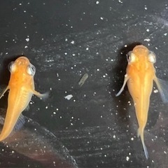 朱赤透明鱗出目ダルマの卵20