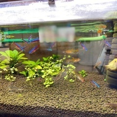 熱帯魚を譲ります！