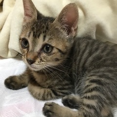 保護猫ちゃん、里親様のお願いです♪♫•*¨*•