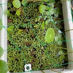 水草　3種　無料　【受付終了します。また増えたら出しますのでよろしくお願いします】の画像