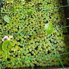 水草　3種　無料　【受付終了します。また増えたら出しますのでよろ...