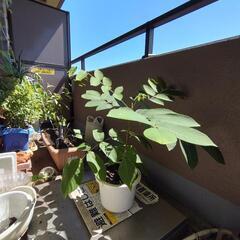 オニグルミ（鉢植え）（クルミ）