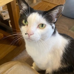 好奇心旺盛な白黒猫ちゃん♂３歳 - 鹿児島市