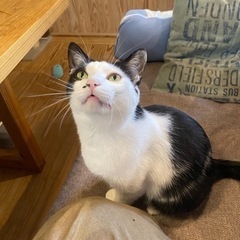 好奇心旺盛な白黒猫ちゃん♂３歳