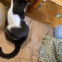 好奇心旺盛な白黒猫ちゃん♂３歳 − 鹿児島県