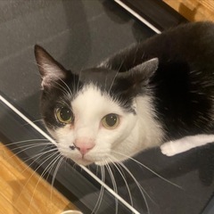 好奇心旺盛な白黒猫ちゃん♂３歳 - 猫