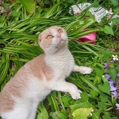 今年3月まで飼われていた　スコッティッシュフォール