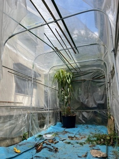 最終値下します。【中古】ミニビニールハウス