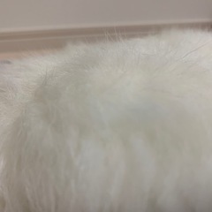 成人式　ファーショールの画像