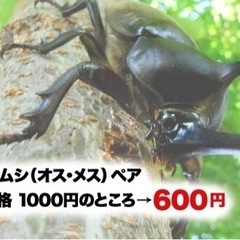 カブトムシ　成虫