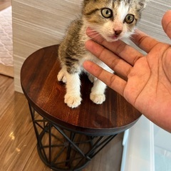保護猫です。里親さん募集してます！