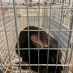 チンチラ ブラックベルベット 決まりました