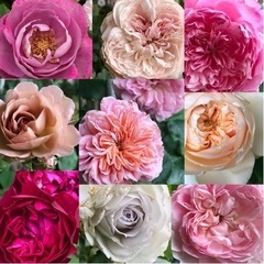 バラ 大苗 長尺苗  薔薇苗