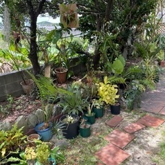 植木市　26日明日開催の画像
