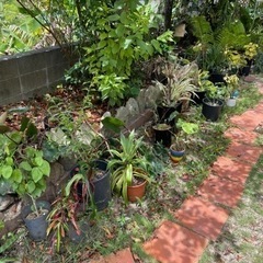 植木市　26日明日開催の画像