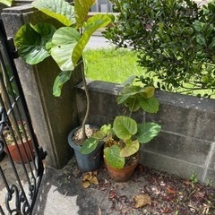 植木市　26日明日開催の画像