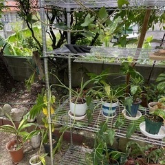 植木市　26日明日開催の画像