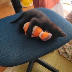 生後1ヶ月くらいの黒猫です。 - 那珂郡