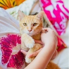 スキンシップ大好き❣️茶トラくん😽【里親様決まりました✨】
