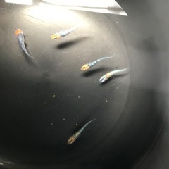 取り引き中🌸サボラメメダカ若魚5匹セット🌸オスメス入りの画像