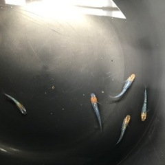 取り引き中🌸サボラメメダカ若魚5匹セット🌸オスメス入りの画像