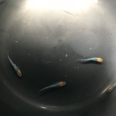 取り引き中🌸サボラメメダカ若魚5匹セット🌸オスメス入りの画像