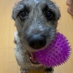 琉球犬MIX - 那覇市