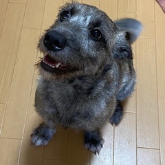 琉球犬MIX