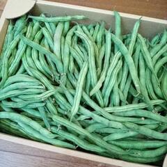 農家の採れたていんげん