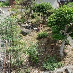 庭木庭石植木鉢（整理番号20)の画像