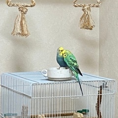 【迷子鳥】セキセイインコ2羽が迷子になりました