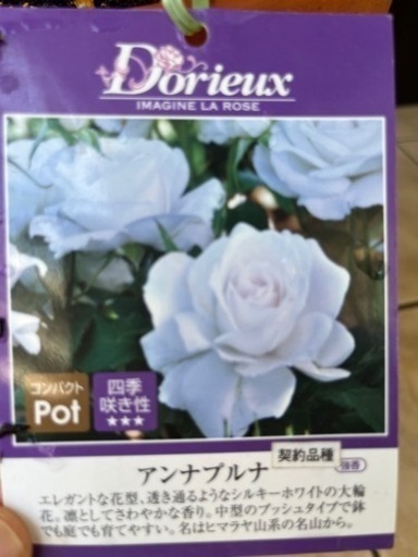 薔薇　ドリュアンナプルナ