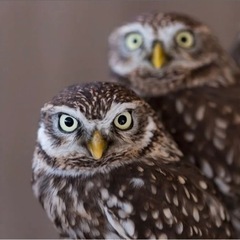ふくろうカフェのスタッフ募集！吹上のふくろうカフェです！の画像