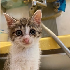 キジトラ子猫さん　5月28日　生まれ
