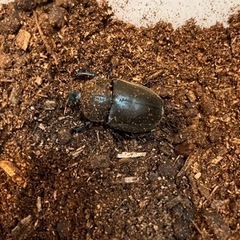 国産カブトムシ