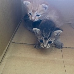 子猫の里親募集してます